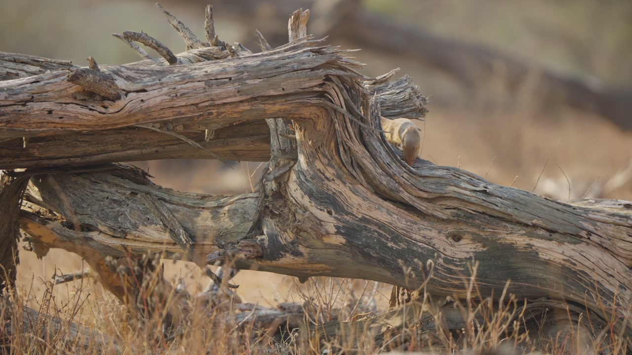 Slender mongoose forages in slow motion as it jumps onto a fallen dead tree trunk in Kruger National Park, South Africa; dry savanna habitat, natural wildlife behavior.