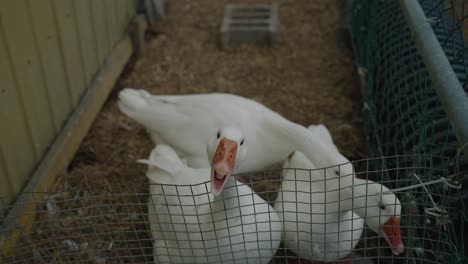 ganso enojado doméstico blanco silbando en una granja rural en coaticook, quebec, canadá, tiro de ángulo alto