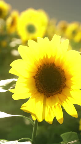 a close up of a sunflower in a field