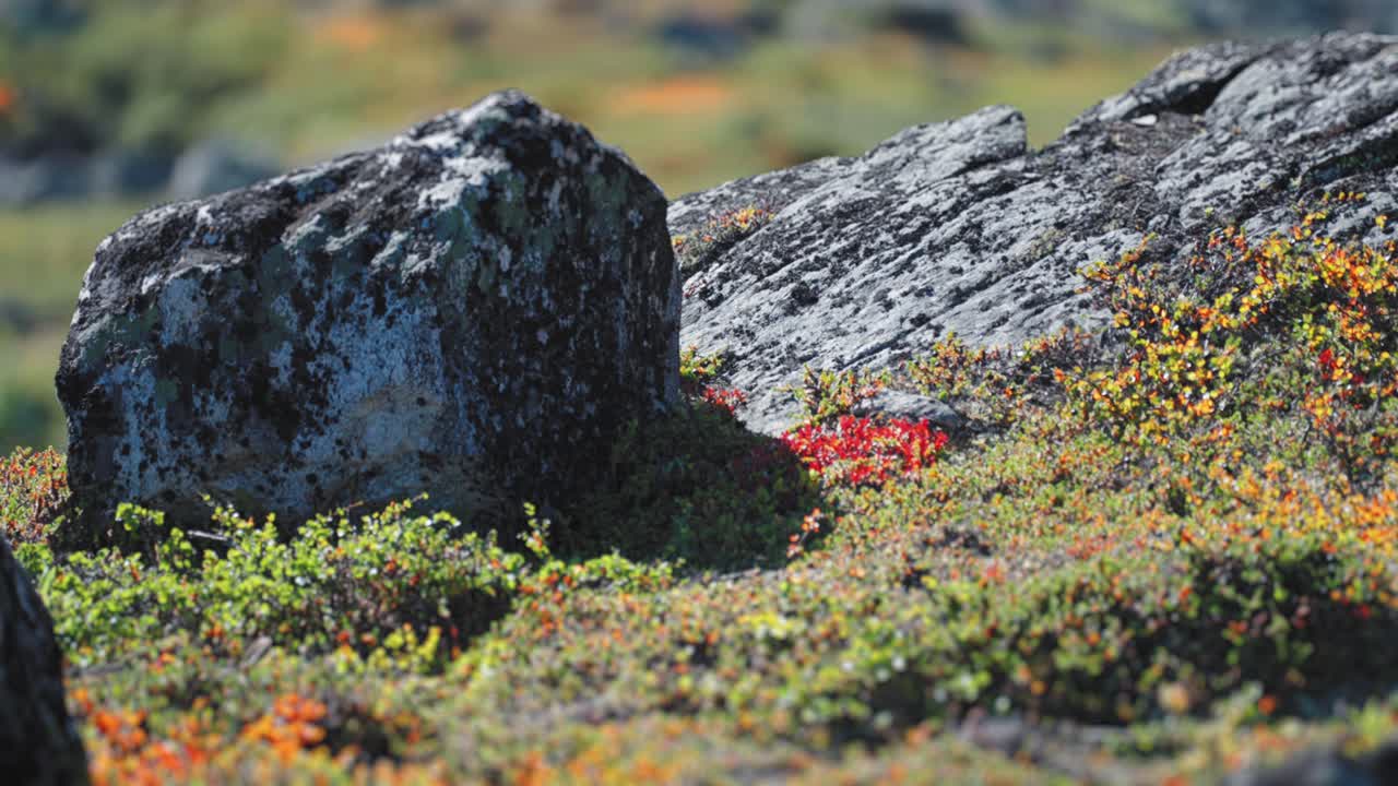 imagen cautivadora de una vibrante tundra de otoño en el terreno rocoso con musgo, perenne y líquenes que se arrastran en el suelo