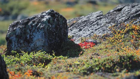 Captivating-image-of-a-vibrant-autumn-tundra-undergrowth-in-the-rocky-terrain-with-moss,-evergreen-and-lichen-creeping-on-the-ground