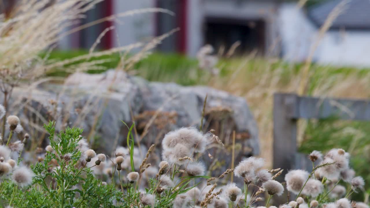 Vehicles drive past wild roadside wildflowers and rocks, grasses blowing in strong wind, daylight