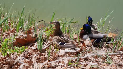 ducklings playing in front of adults ducks