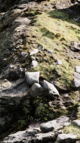 closeup of moss and rocks on forest floor