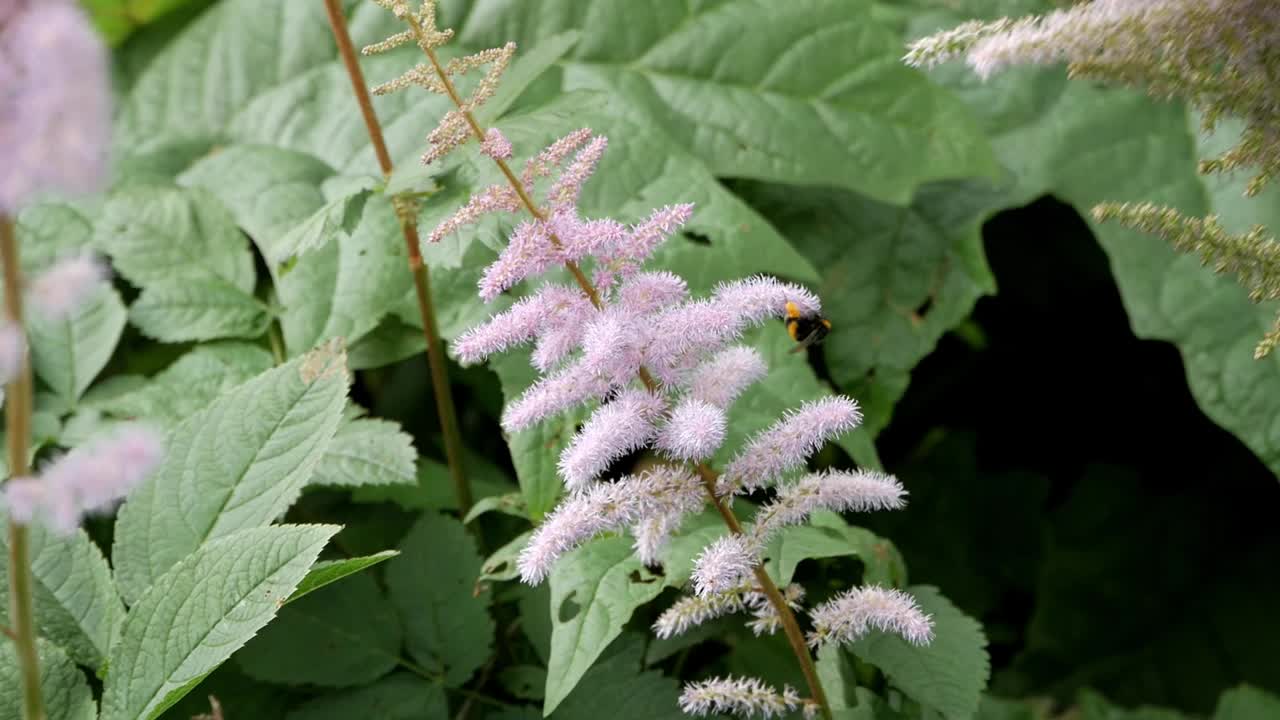 abejorro polinizador en astilbe chinensis flores moradas alimentándose de néctar y polen
