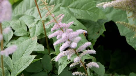 Abejorro-Polinizador-En-Astilbe-Chinensis-Flores-Moradas-Alimentándose-De-Néctar-Y-Polen