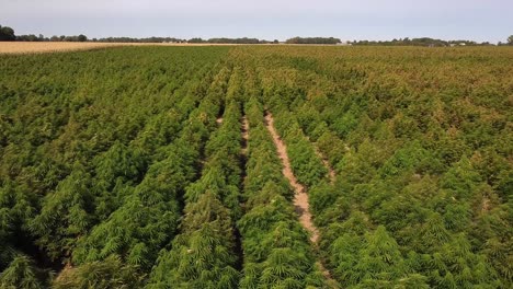 low aerial over field of hemp plants