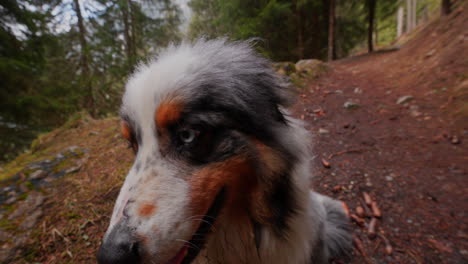 australian shepherd walking calmly through a lush green forest. peaceful nature scene with soft natural light and focused dog movement in woodland environment