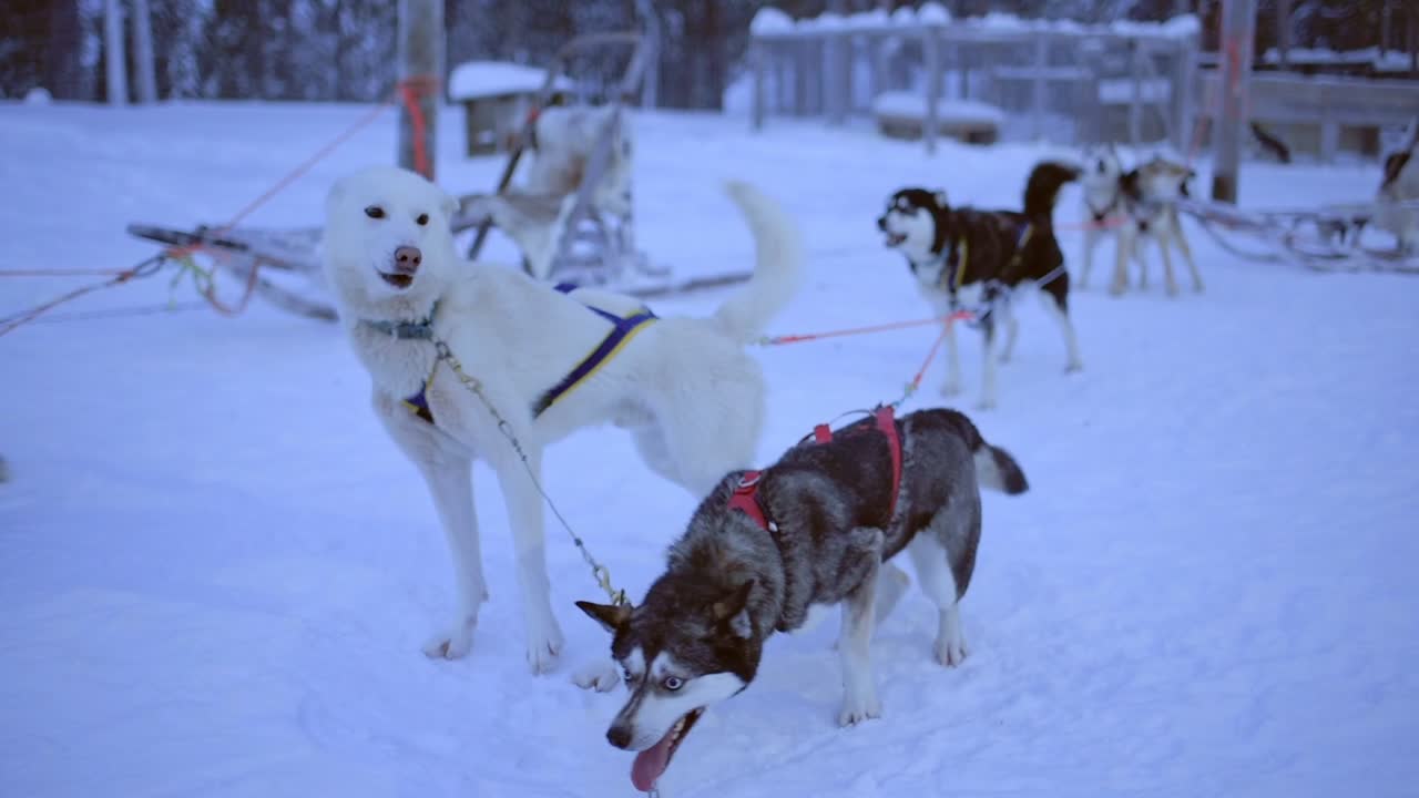 Sled dogs, jumping and barking, eager to start pulling a sleigh, in Lapland, Finland