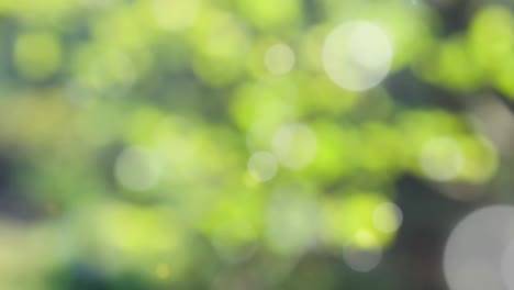 fondo de resorte abstracto con bokeh