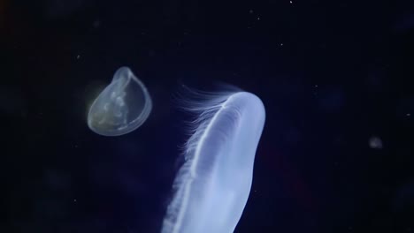 acuario de valencia 18