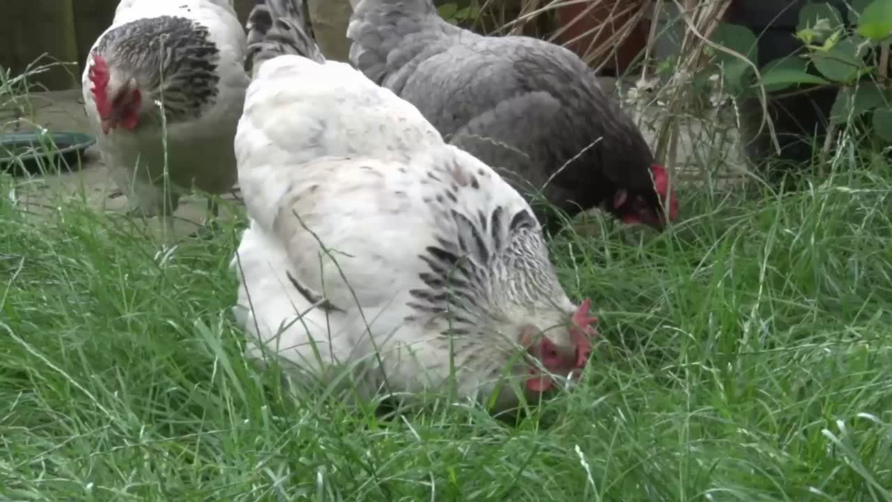 Slepice Light Sussex hledající potravu v dlouhé trávě na zahradě
