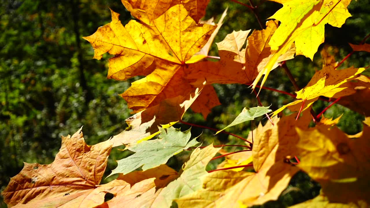 Syksyiset vaahteranlehdet metsässä