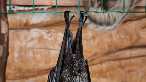 a bat hanging upside down from a wire cage inside a zoo exhibit