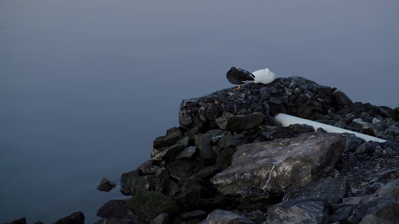 해가 뜰 때 바다 옆 바위 위에서 자고 있는 사랑스러운 오리 두 마리