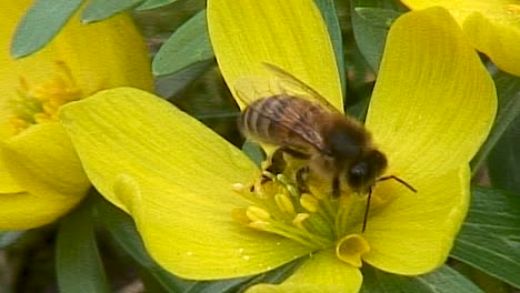 Honigbiene-Auf-Den-Staubblättern-Einer-Gelben-Aconitumblüte