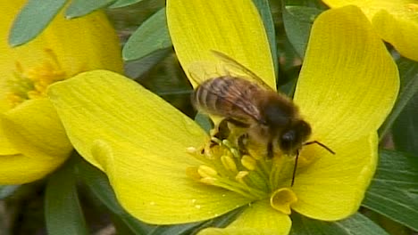 honey bee on the stamens of a yellow aconite flower