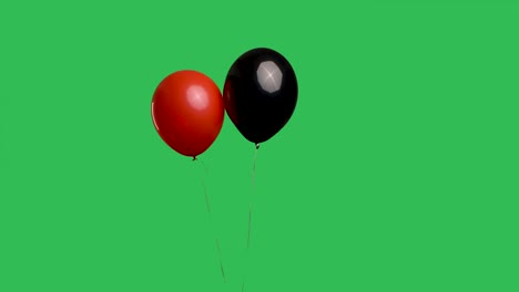 red and black balloons hanging in air against background of green screen chroma key. close up of colorful helium balloons on a ribbon. birthday, party decoration, holiday, surprise, gift. slow motion