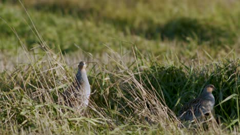 Perfect-closeup-of-gray-partridge-bird-walking-on-road-and-grass-meadow-feeding-and-hiding