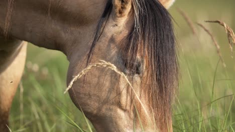 caballo comiendo hierba