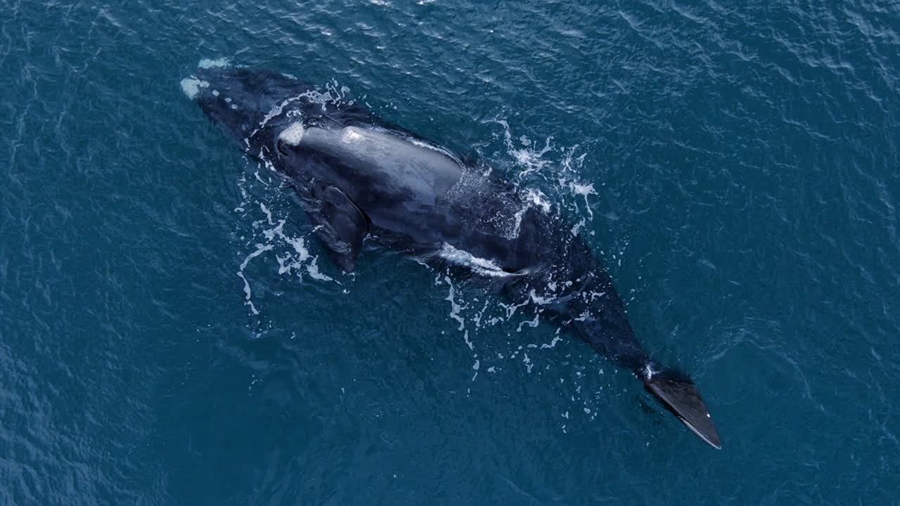파타고니아 남부 참고래는 아르헨티나의 넓은 바다 표면에서 물을 부는 것을 발견했습니다.