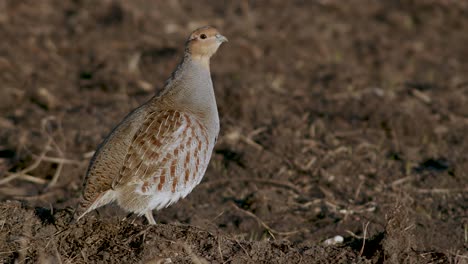 Perfect-closeup-of-gray-partridge-bird-walking-on-road-and-grass-meadow-feeding-and-hiding