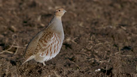 primer plano perfecto de pájaro perdiz gris caminando por la carretera y pradera de hierba alimentándose y escondiéndose