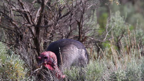 large wild turkey pecks at food in arid sagebrush grassland landscape