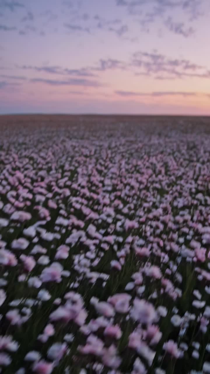 A low-angle video shot of a field of pink and white daisies, creating a dreamy, immersive view