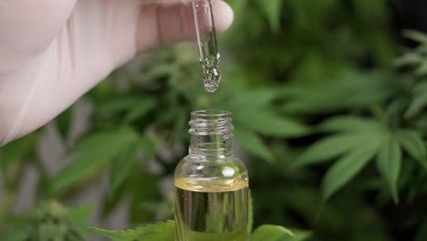 hemp oil research. researching cannabis for use in medicine, collecting data. cannabis plant cultivation.