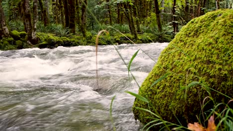 river in the rain forest