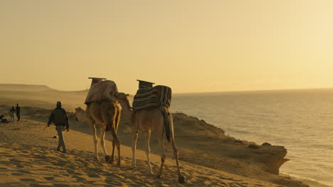camels on a desert beach at sunrise/sunset