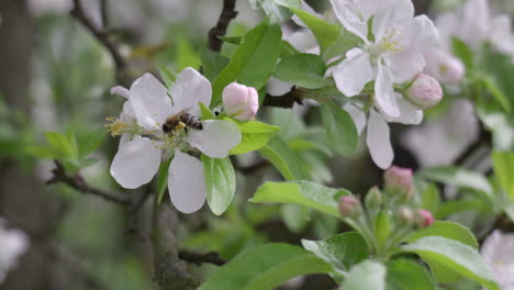 a honey bee collects pollen from the apple blossom