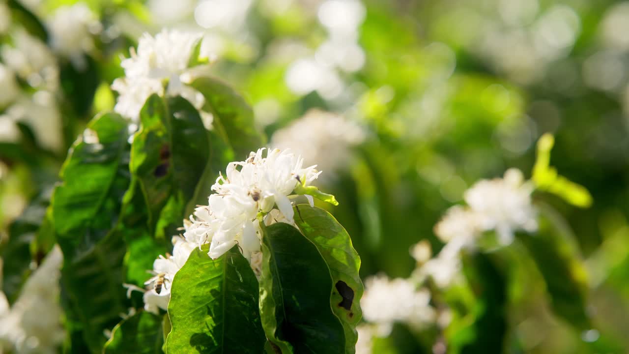 Close up slow motion of bees collecting pollen nectar from wild white flowers