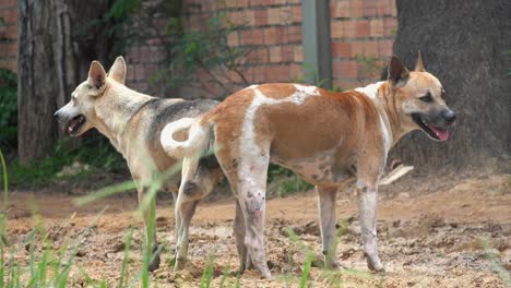 dos perros en una cita romántica después del apareamiento