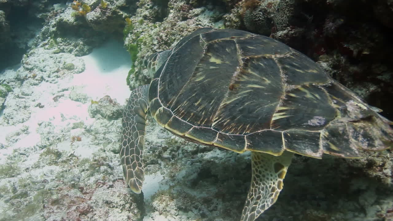 черепаха козумель 04