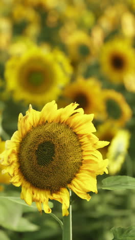 close-up of a sunflower in a field