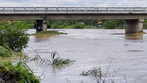 trees inundated in flooded river with critical water level flowing under the bridge in thailand