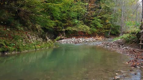 río de montaña y bosque de montaña