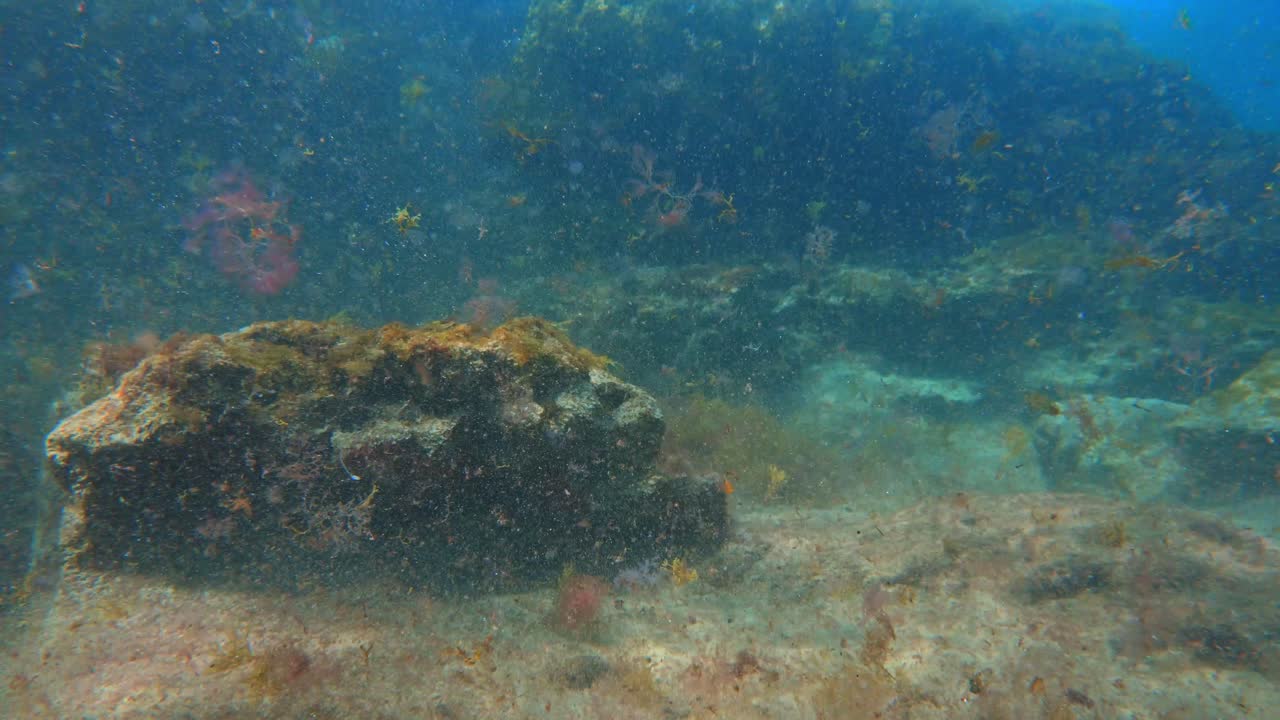 Empty rocky reef with organic matter floating due to strong wave action
