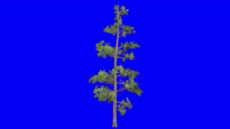 3D-eastern-white-pine-tree-with-wind-effect-on-blue-screen-3D-animation