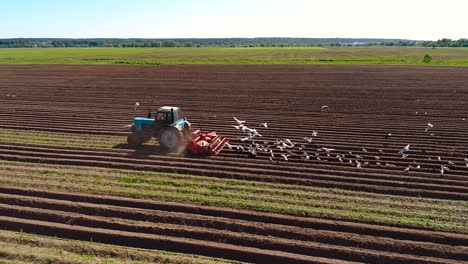 agricultural work on a tractor farmer sows grain. hungry birds are flying behind the tractor, and eat grain from the arable land.