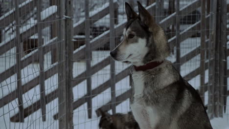 Husky-dog-sitting-still-in-the-cage