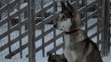 husky dog sitting still in the cage