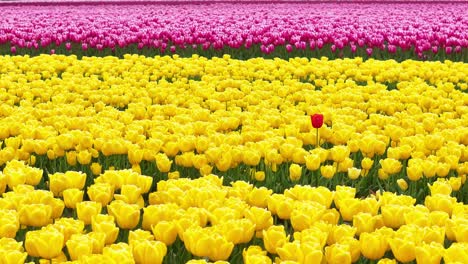 campos de tulipanes en flor multicolores balanceándose en un día de brisa