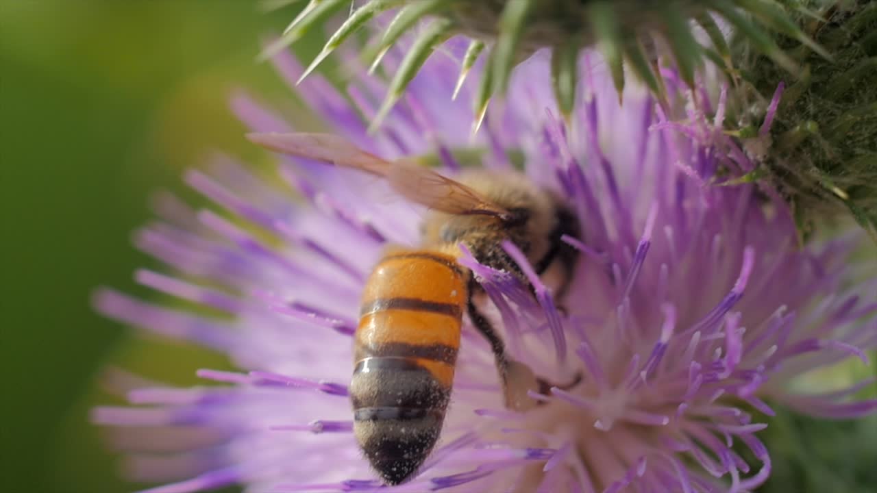 foto macro de una abeja en una flor de cardo rosa y blanco