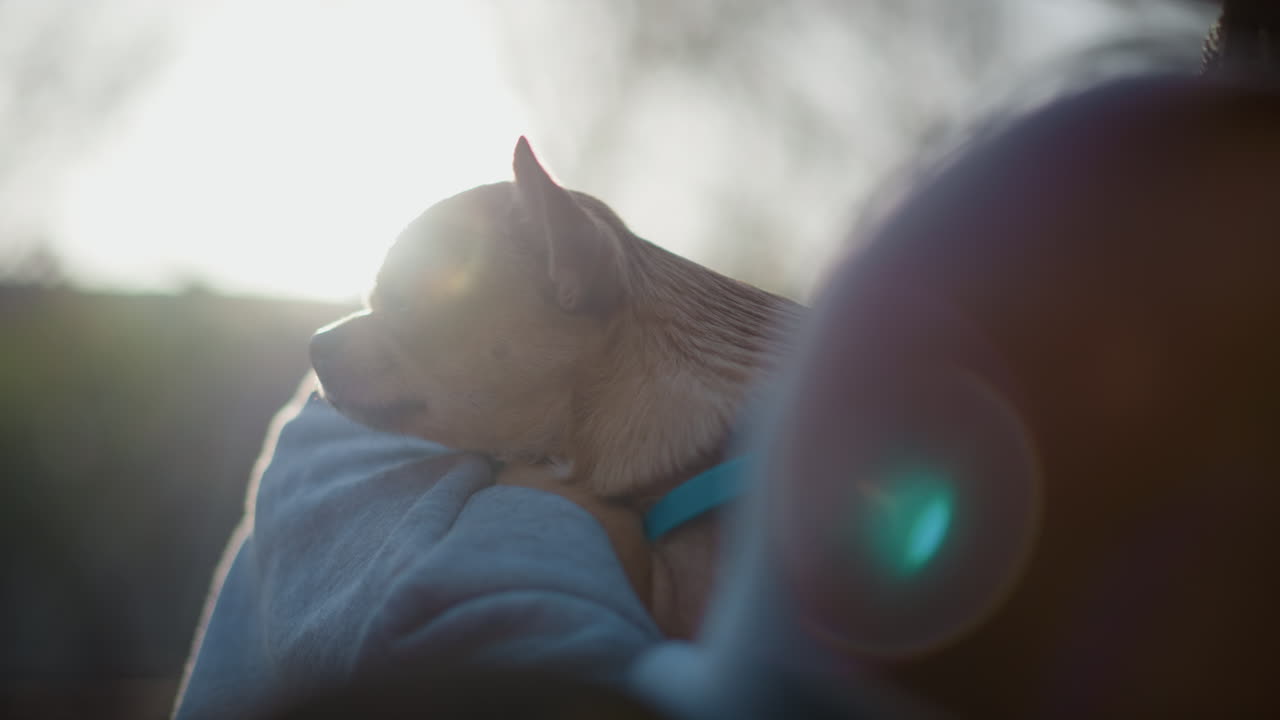 따뜻한 햇살이 평화로운 주변을 감싸고, 조용한 공원 저녁에 따뜻한 빛 아래에서 애완동물을 부드럽게 안아주는 모습, 따뜻한 저녁노을과 평화로운 풍경 속에서 작은 강아지가 어깨에 기대어 껴안는 평온한 순간