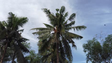 walking past tall coconut trees on a sunny day with cloudy blue sky