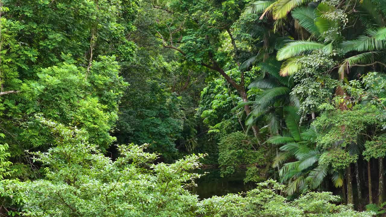 Drone footage captures the vibrant green canopy of the Daintree Rainforest in Port Douglas, showcasing dense foliage and towering trees