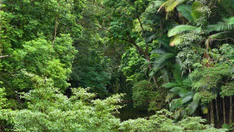 drone footage captures the vibrant green canopy of the daintree rainforest in port douglas, showcasing dense foliage and towering trees